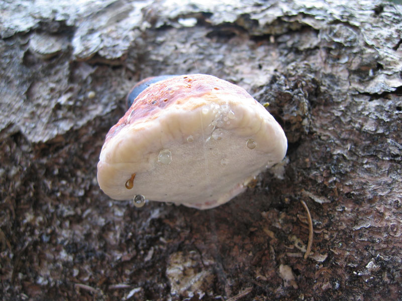 Val Cama - Canton Ticino (Svizzera)